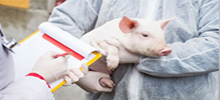 랑세스 동물용 소독제 '버콘S' 아프리카 돼지열병에 강력한 효과